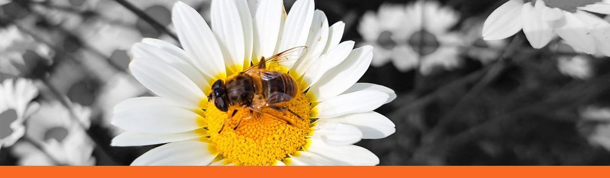 A bee pollinating a flower